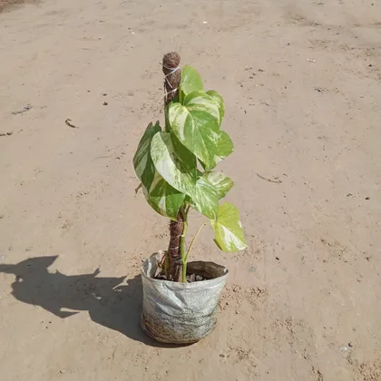 Buy Money Plant with 1 Ft Moss Stick in 5 Inch Nursery Bag Online | Urvann.com