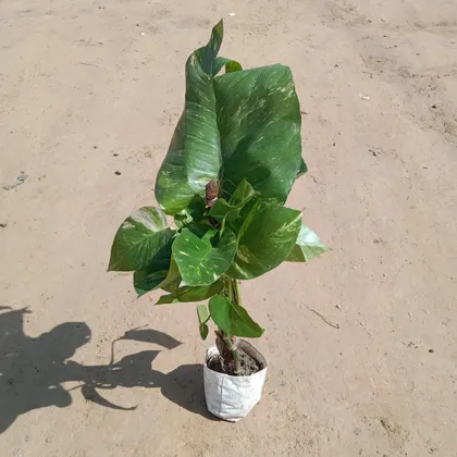 Buy Money Plant Big Leaves with 1.5 Ft Moss Stick in 7 Inch Nursery Bag Online | Urvann.com