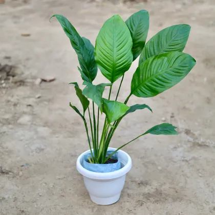 Buy Peace Lily in 8 Inch Classy White Plastic Pot Online | Urvann.com