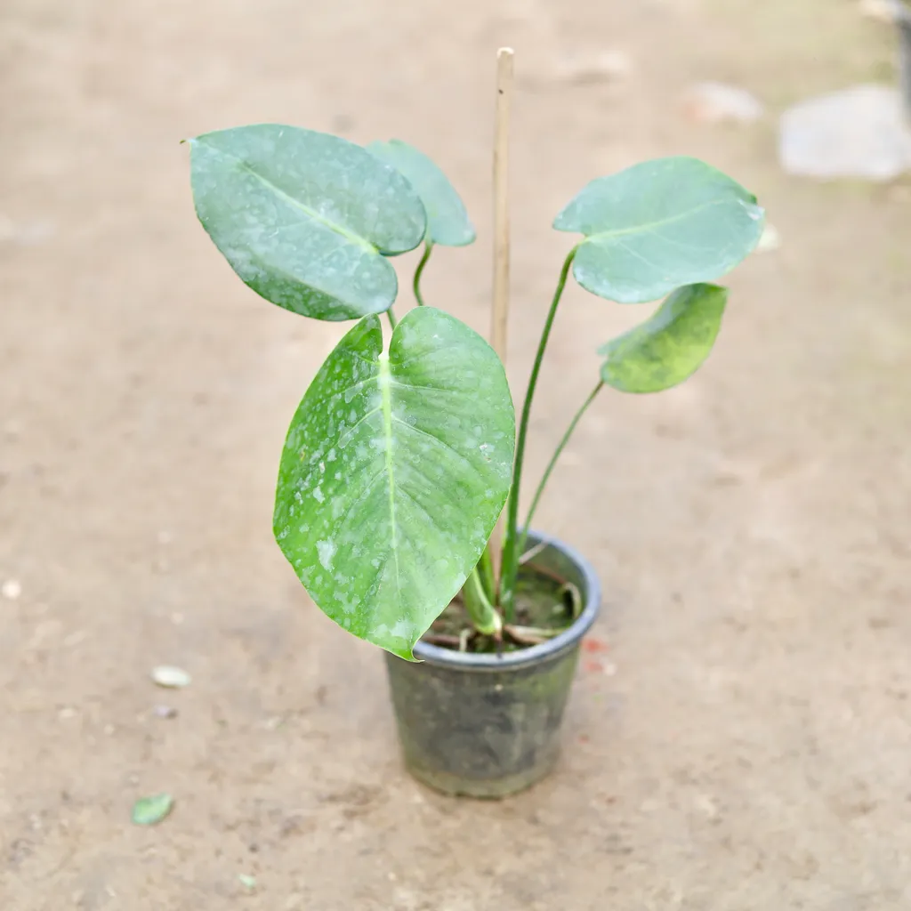 Philodendron Monstera Broad Leaves in 6 Inch Nursery Pot