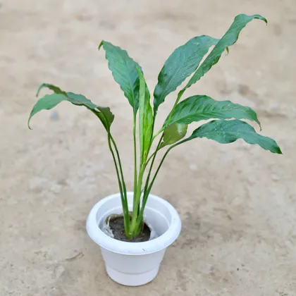 Buy Peace Lily in 6 Inch Classy White Plastic Pot Online | Urvann.com