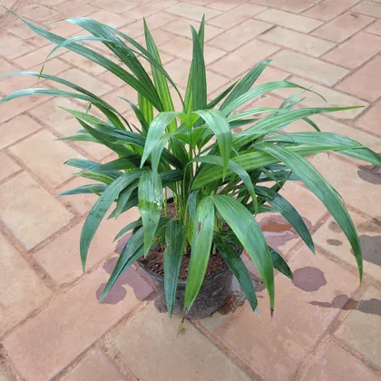 Buy Areca Palm (~ 1 Ft) in 5 Inch Plastic Pot  Online | Urvann.com