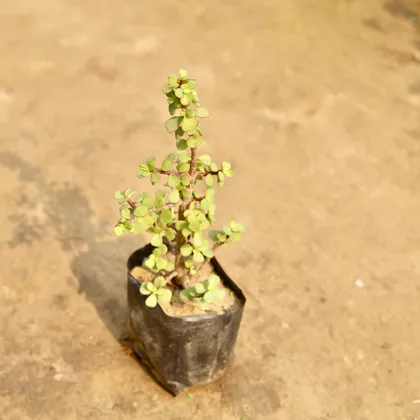 Buy Jade Plant in 4 Inch Nursery Bag Online | Urvann.com
