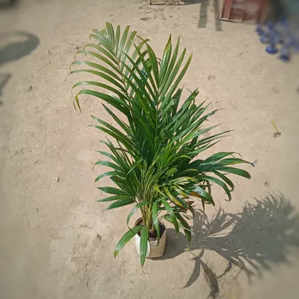 Buy Areca Palm ( ~ 3 - 4 Ft) in 7 Inch Nursery Bag Online | Urvann.com