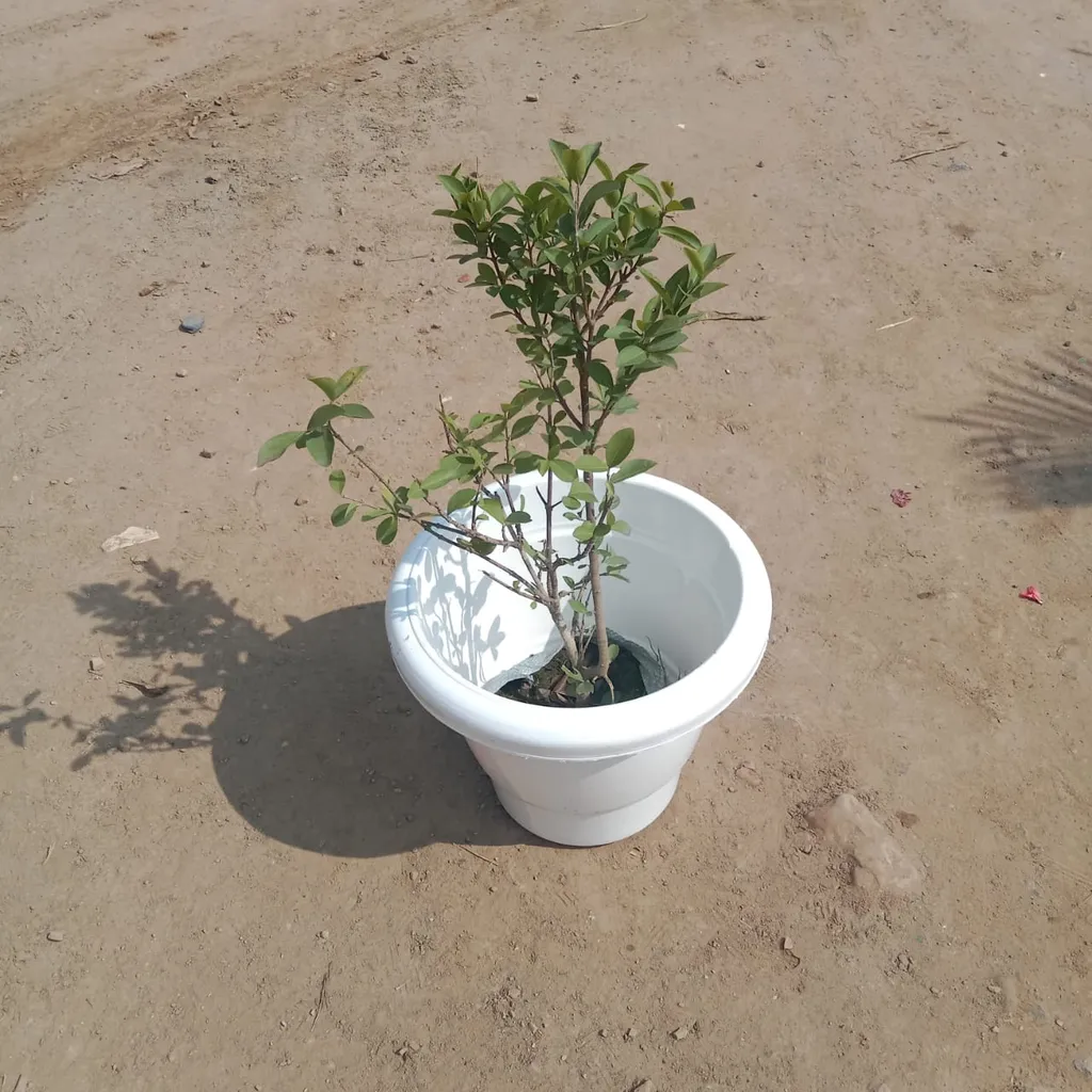 Cherry Plant in 10 Inch Classy White Plastic Pot