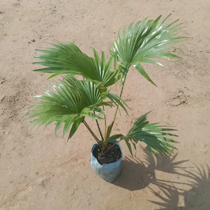 Buy China Palm in 7 Inch Nursery Bag Online | Urvann.com