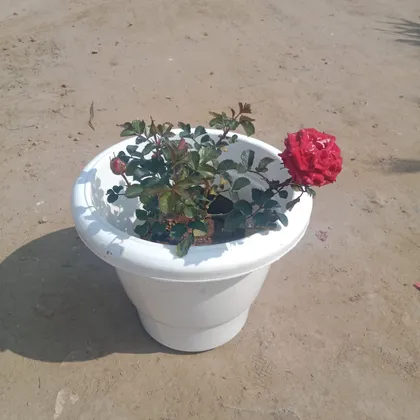 Buy English Rose (any colour) in 12 Inch Classy White Plastic Pot Online | Urvann.com