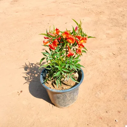 Buy Tecoma (Any Colour) In 6 Inch Plastic Pot Online | Urvann.com