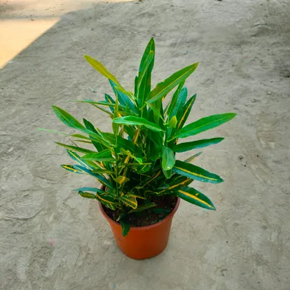 Buy Sunny Star Croton In 8 Inch Plastic Pot Online | Urvann.com