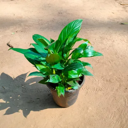 Buy Peace Lily  In 6 Inch Plastic Pot Online | Urvann.com