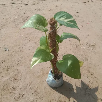 Buy Money Plant with 1 Ft Moss Stick in 4 Inch Nursery Bag Online | Urvann.com