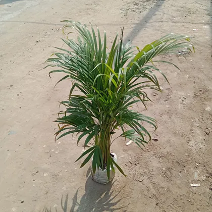 Buy Areca Palm (~ 2 - 3 Ft) In 7 Inch Nursery Bag Online | Urvann.com