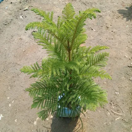 Buy Araucaria / Christmas Tree (~ 2 - 3 Ft) In 7 Inch Nursery Bag Online | Urvann.com