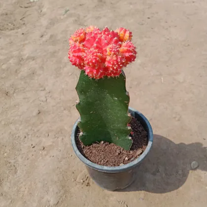 Buy Gymnocalycium Mihanovichii Cactus in 4 Inch Plastic Pot Online | Urvann.com