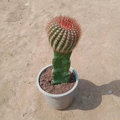 Buy Moon Cactus Orange in 4 Inch Plastic Pot Online | Urvann.com