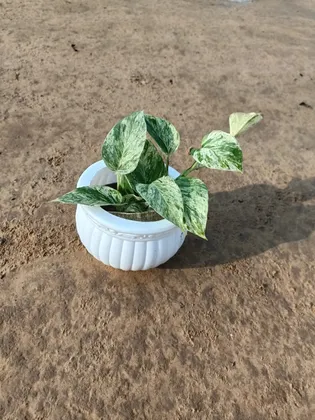 Buy Money Plant White in 6 Inch White Classic Plastic Pot Online | Urvann.com