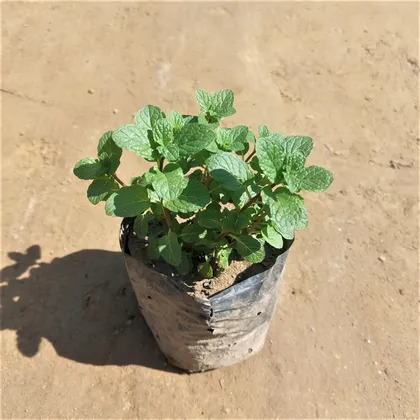 Buy Mint/Pudina In 3 Inch Nursery Bag Online | Urvann.com