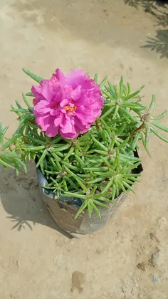 Buy Portulaca Moss Rose Light Pink in 4 Inch Nursery Bag Online | Urvann.com
