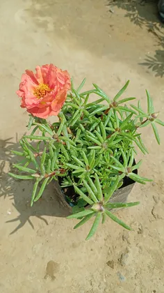 Buy Portulaca Moss Rose Orange in 4 Inch Nursery Bag Online | Urvann.com