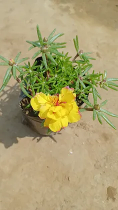 Buy Portulaca Moss Rose Yellow in 4 Inch Nursery Bag Online | Urvann.com