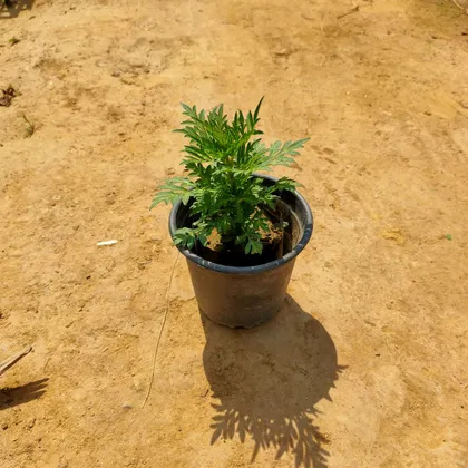 Buy Cosmos (any colour) in 6 Inch Plastic Pot Online | Urvann.com