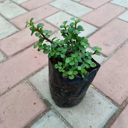 Buy Jade in 4 Inch Nursery Bag Online | Urvann.com