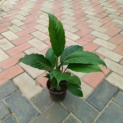 Buy Peace Lily in 4 Inch Plastic Pot Online | Urvann.com