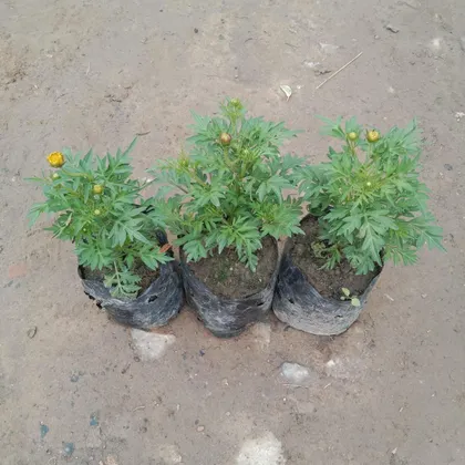 Buy Set of 3 Cosmos (Any Colour) In 4 Inch Nursery Bag Online | Urvann.com