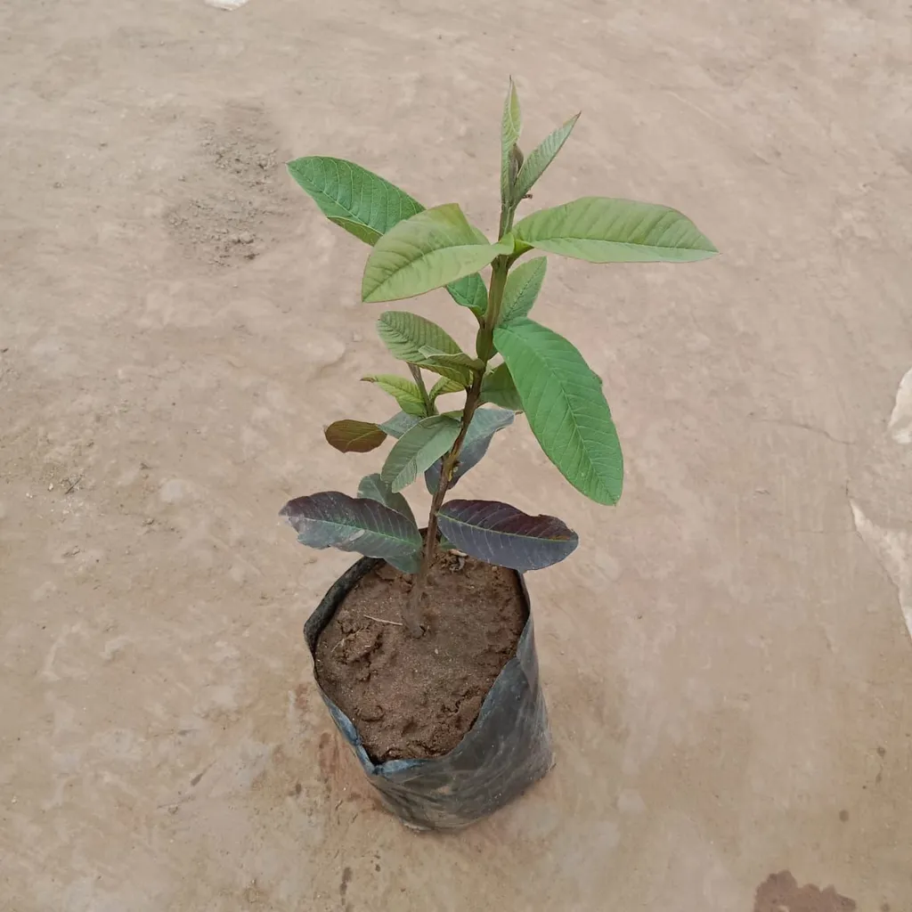 Amrood / Guava Kalam Sapling In 5 Inch Nursery Bag