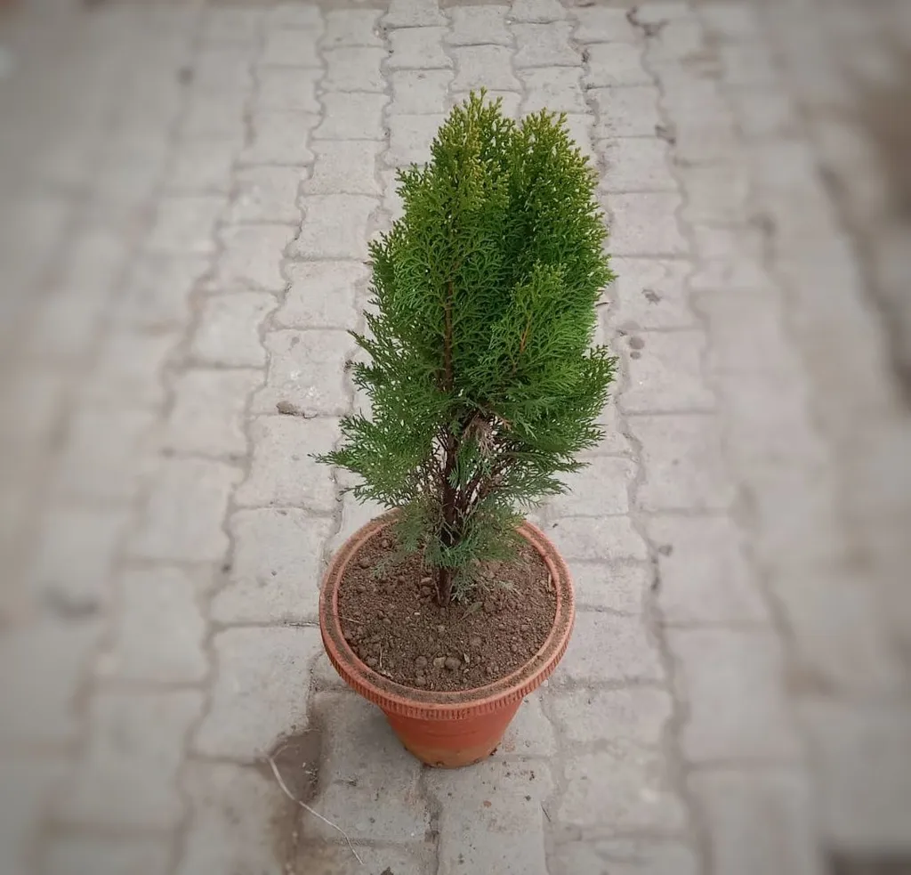 Morpankhi / Thuja in 10 Inch Clay Pot