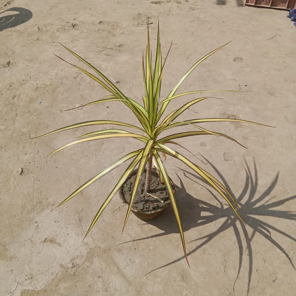 Dracaena Cloorma Yellow in 5 Inch Clay Pot