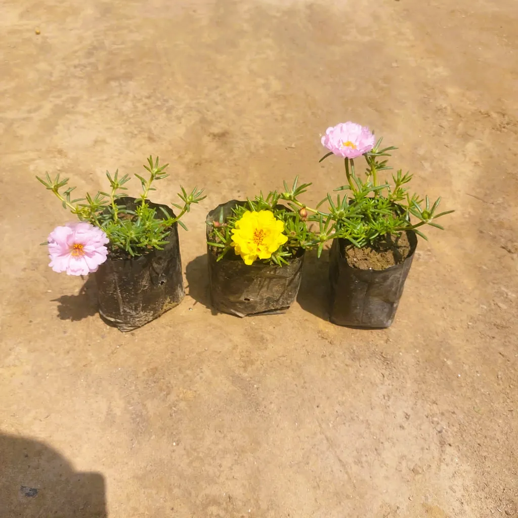 Set of 3 - Portulaca Moss Rose (any colour) in 4 Inch Nursery bag