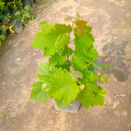 Buy Grapes / Angoor Bel  in 4 Inch Nursery Bag Online | Urvann.com