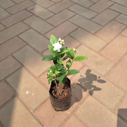 Buy Jasmine Plant in 4 Inch Nursery bag Online | Urvann.com