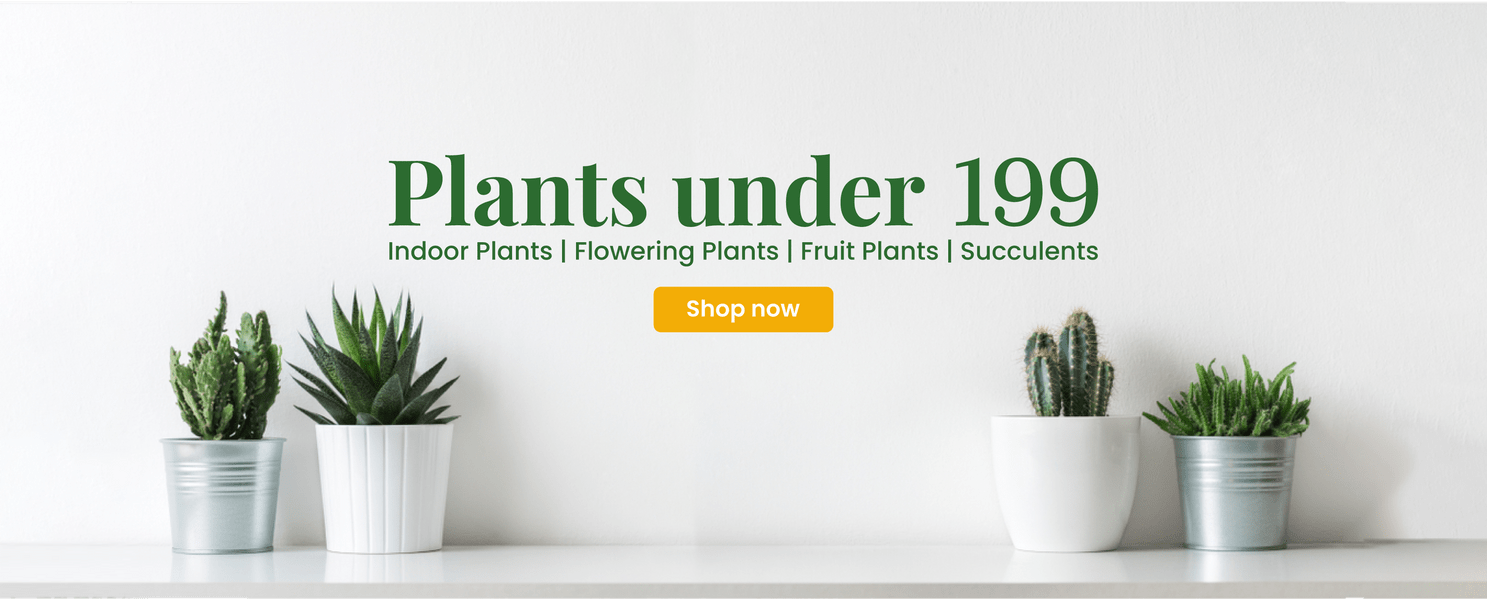 Plants under 199