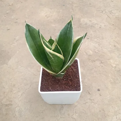 Buy Snake Golden in 3 Inch White Sparrow plastic pot Online | Urvann.com