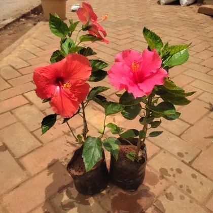 Buy Set Of 2 - Hibiscus (Any Colour) in 4 Inch Nursery Bag Online | Urvann.com