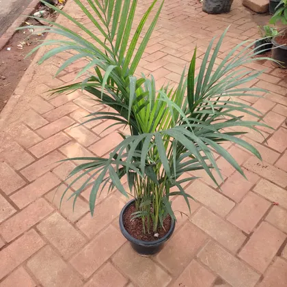 Buy Areca Palm (~ 2.5 Ft) in 8 Inch Plastic Pot Online | Urvann.com