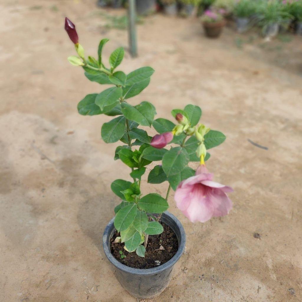 Pink Allamanda in 8 Inch Nursery Pot