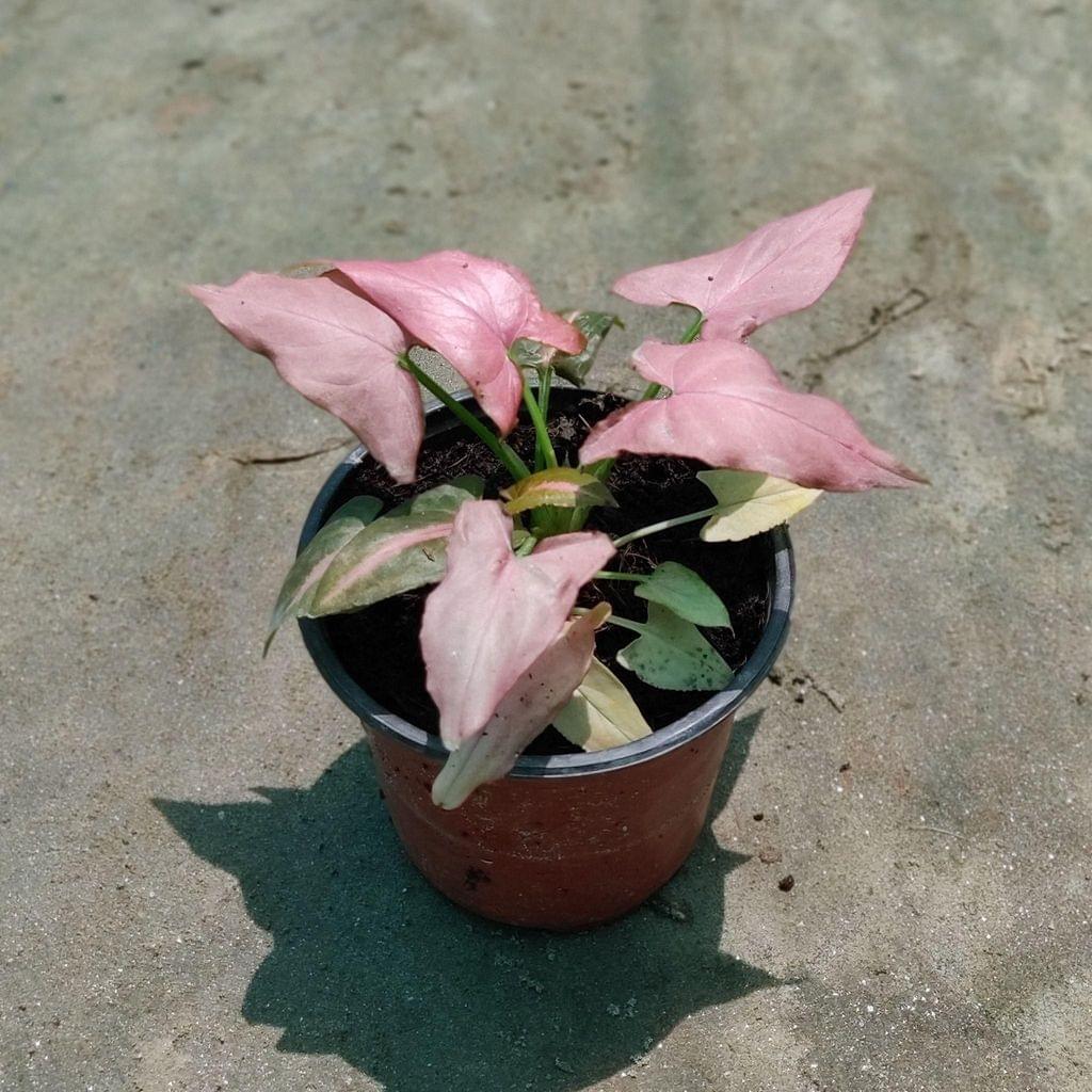 Syngonium in 3.5 Inch Nursery Pot