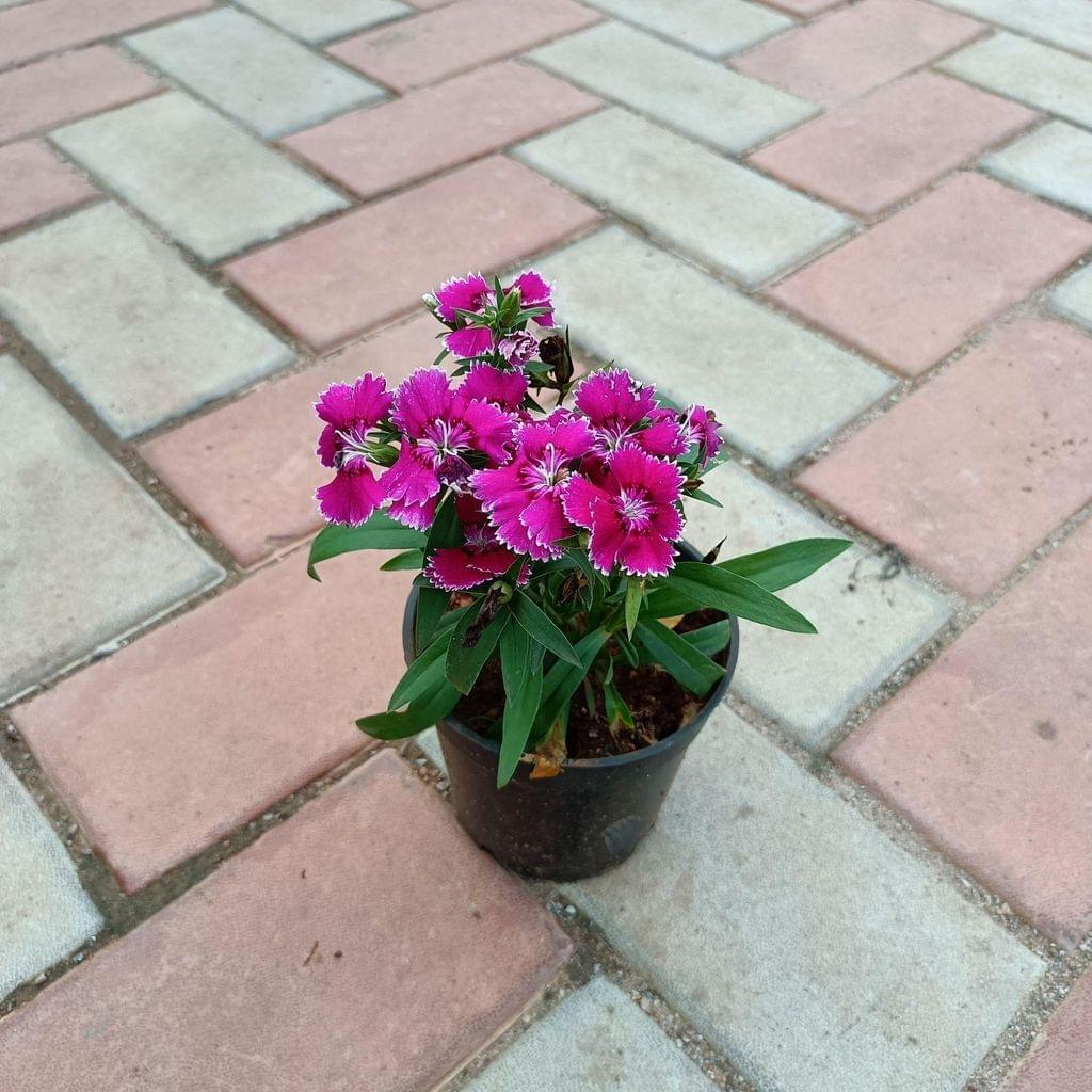 Dianthus (any colour )in 4 Inch Nursery Pot