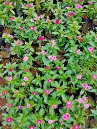 Buy Sadabahar Periwinkle (Any colour) in 4 Inch Nursery Bag Online | Urvann.com