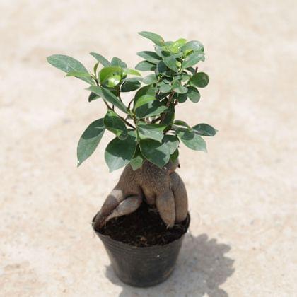 Buy Ficus Bonsai (~ 100 Gm) in 4 Inch Plastic Pot Online | Urvann.com