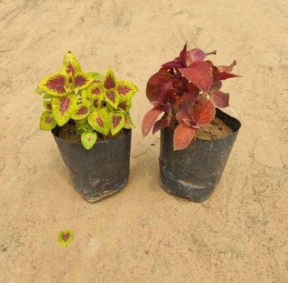 Set of 2 Coleus (Any colour) in 4 Inch Nursery Bag