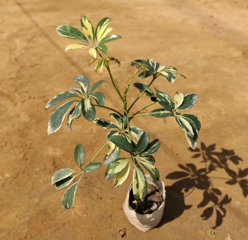 Schefflera Variegated Plant in 4 Inch Nursery Bag