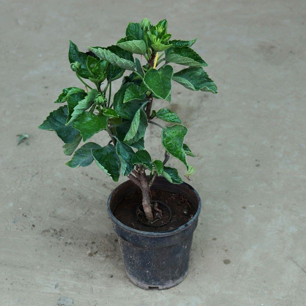 Hibiscus (any colour) in 6 Inch Nursery Pot