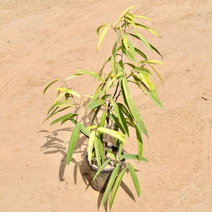 Buy Ficus Golden Ally In 6 Inch Plastic Pot Online | Urvann.com
