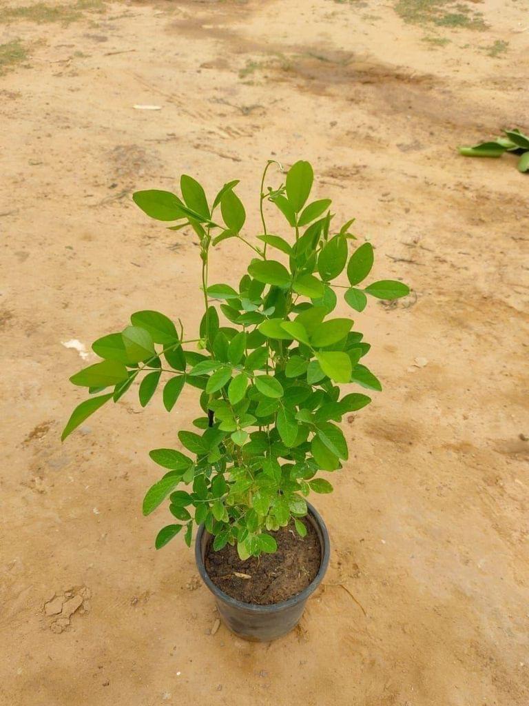 Blue Aparajita in 6 Inch Nursery Pot