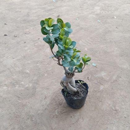 Buy Ficus Small Bonsai in 4 Inch Plastic Pot Online | Urvann.com