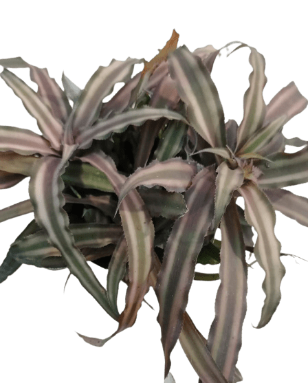 Bromeliad in 6 Inch Nursery Pot